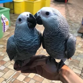 Ash & Coco - African Grey Parrots