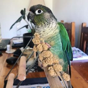 Green-Cheeked Conures
