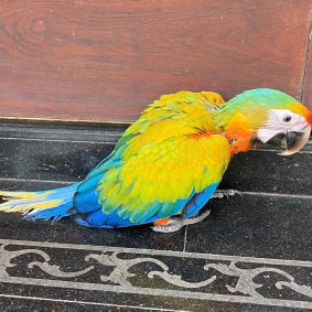 Camelot Macaw Parrot
