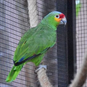Red Lored Amazons Parrot