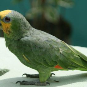 Orange Winged Amazons Parrot