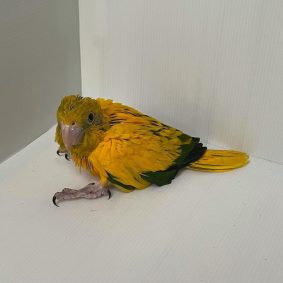 Golden Conure Parrot