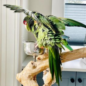 Buy Mitred Conure