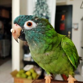 Blue Crowned Parakeet