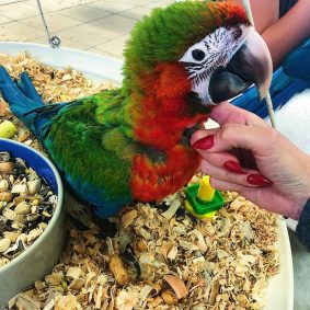 Harlequin Macaw Hybrid Parrot