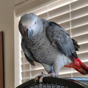 MAX - African Grey Parrots