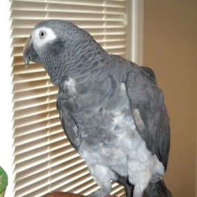 Timneh African Grey Parrots