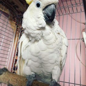Layla – Yellow Crested Cockatoo