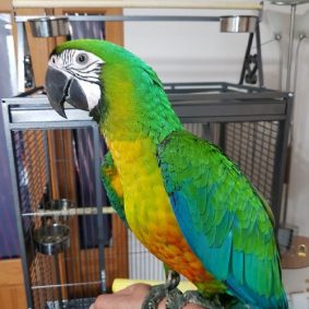 Hybrid Miligold Macaw