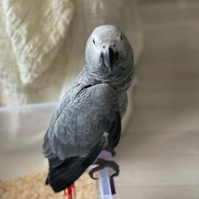 Noodle – African Grey Parrot