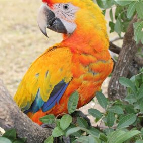 Baby Camelot Macaw Parrot